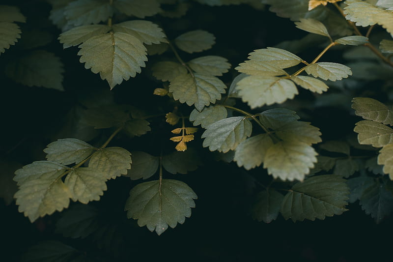 Green and yellow leaves in close up graphy, HD wallpaper | Peakpx