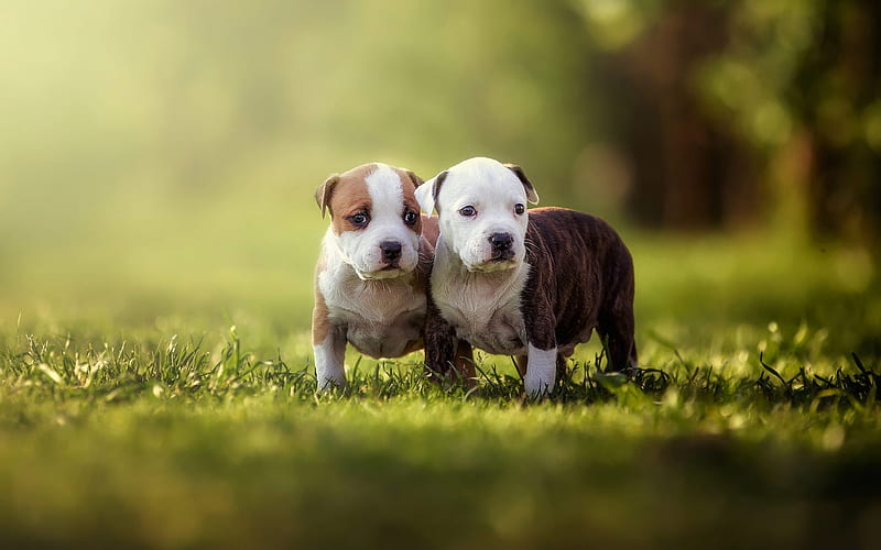 American pit bull terrier, little cute puppies, green grass, cute little animals, puppies, pets, dogs, HD wallpaper