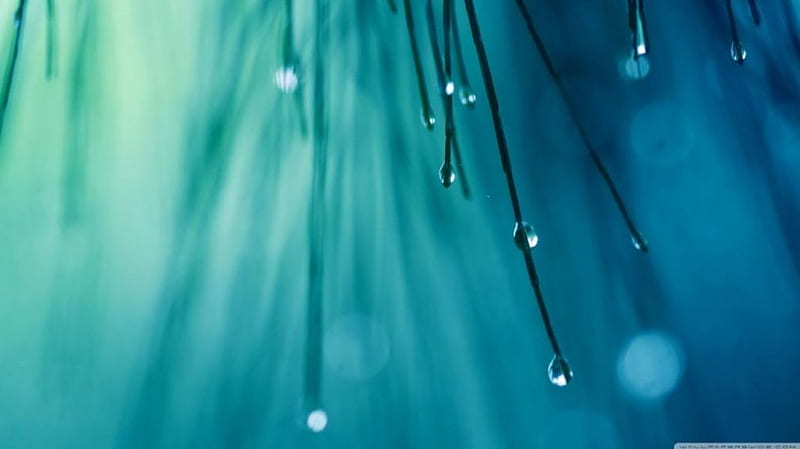 Rainy, raindrops, drops, graphy, leaves, bokeh, pine, green close-up, blue, forest abstract, softness, leaf, tree, macro, water drops, summer, rain, fir, HD wallpaper