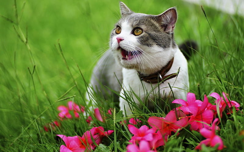 1920x1080px, 1080P free download | American Wirehair Cat, lawn, pets ...