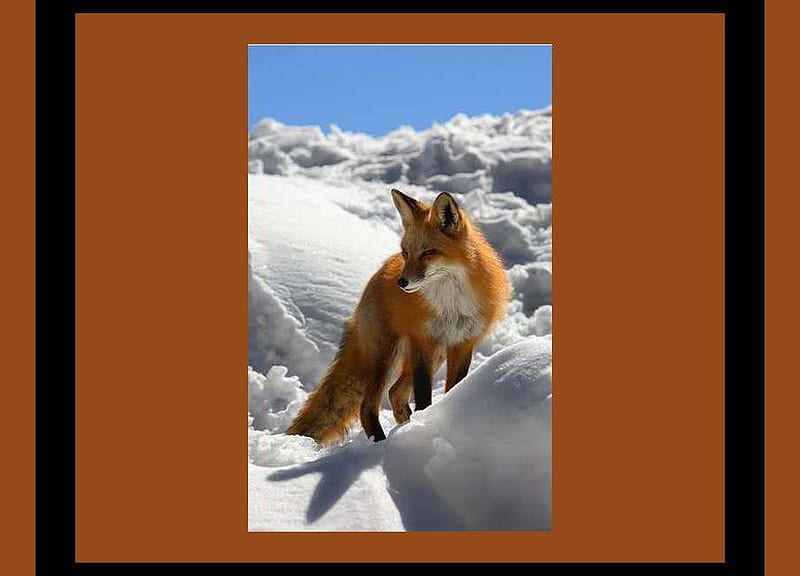 Fox in the Snow, fox, snow, winter, animal, HD wallpaper