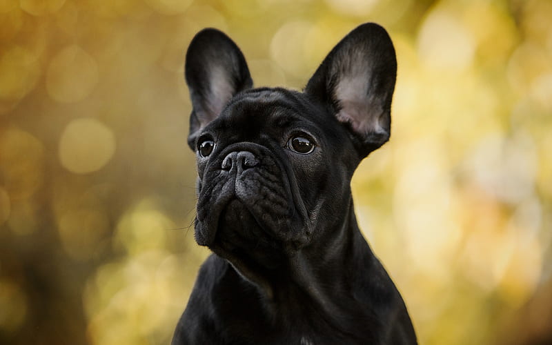 french bulldog, black puppy, cute animals, small black dog, pets, bulldogs, HD wallpaper