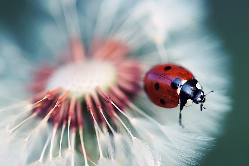 Ladybug, dandelion, macro, flower, nature, ladybird, HD wallpaper