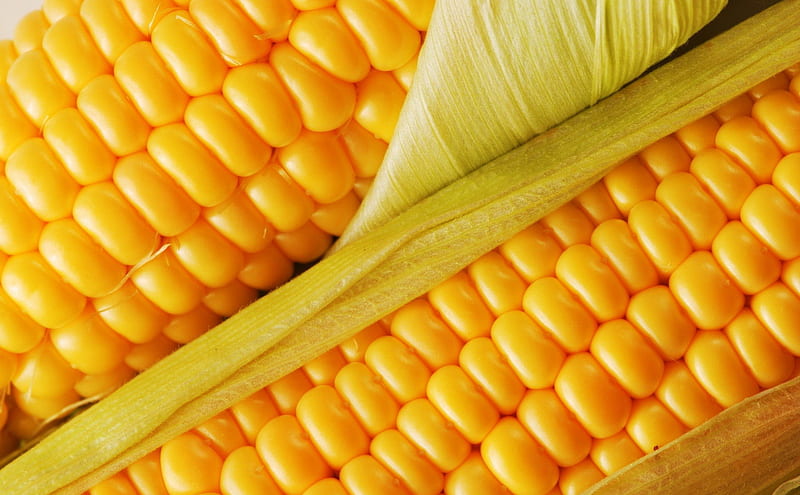 It's CORN, corn, grain, close up, food, yellow, vegetable, HD wallpaper