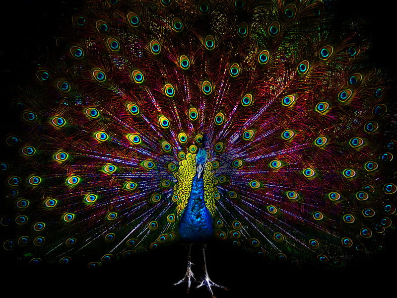 Peacock with a bright tail., bird, feather, tail, peacock, colour, HD wallpaper