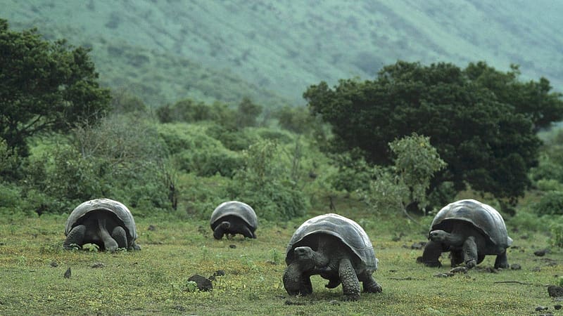 Turtles, Animal, Galápagos Tortoise, HD wallpaper