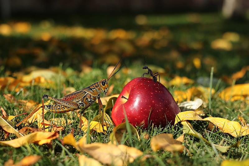 Animal, Insect, Ant, Apple, Grasshopper, HD wallpaper