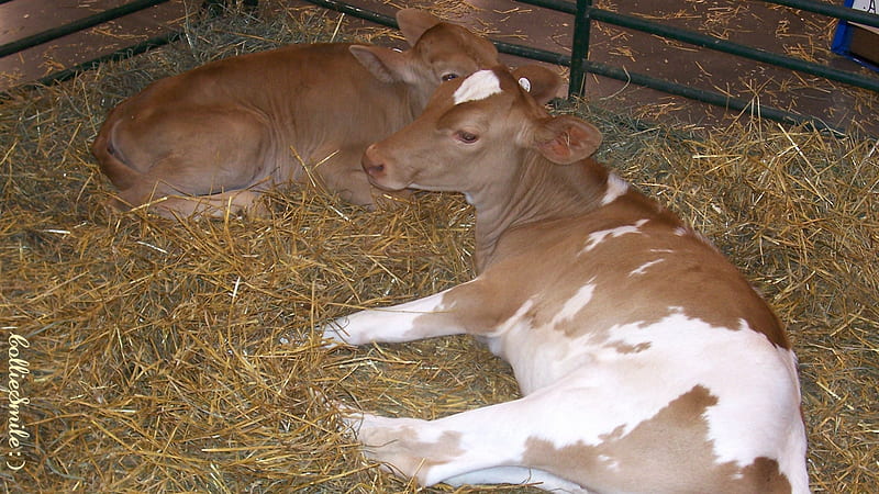 Great Lakes Fair Cow & Calf, catt1e, brown, Michigan, Great Lakes Fair, calf, calves, straw, Jersey, Guernsey, spotted cow, cows, HD wallpaper
