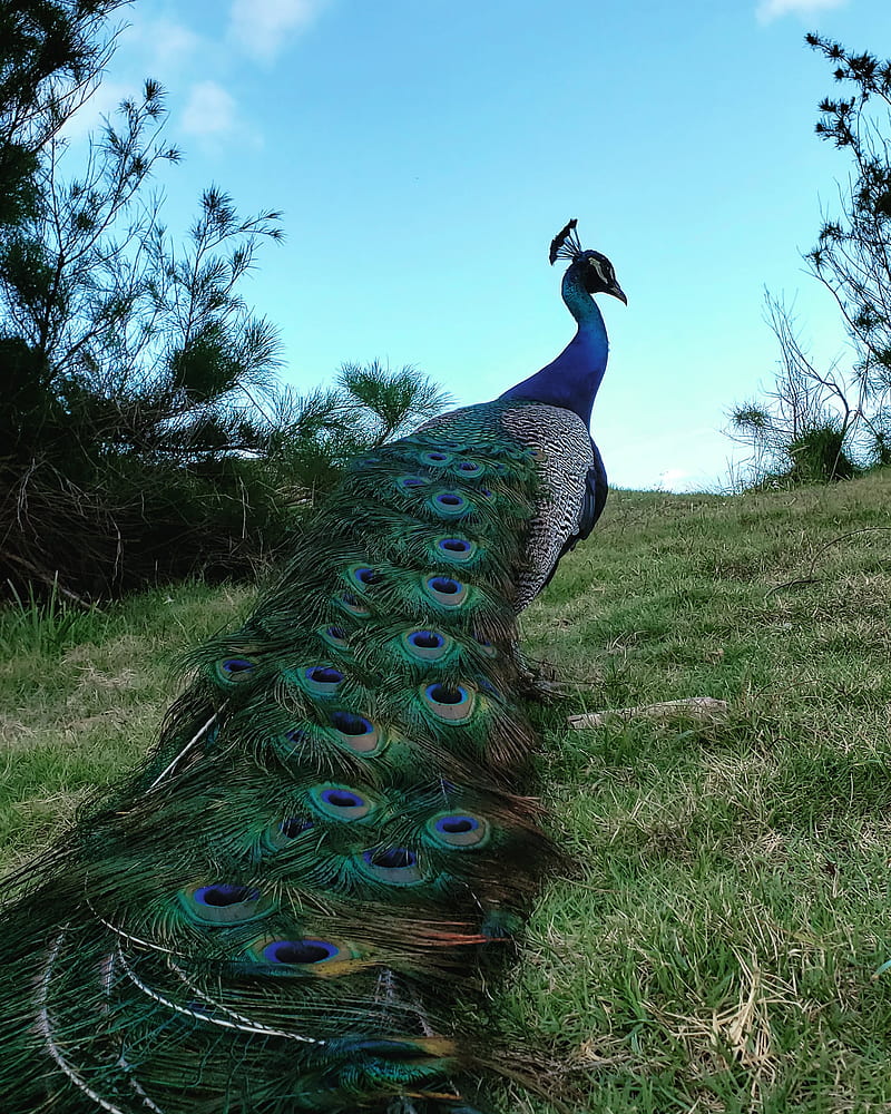 Peacock blue, alone, bird, feathers, sky, HD phone wallpaper