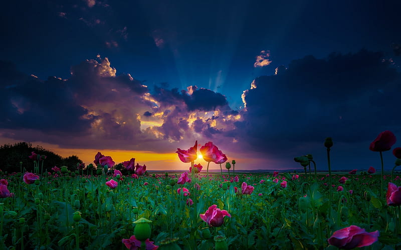Sunset Over Flower Field, HD wallpaper