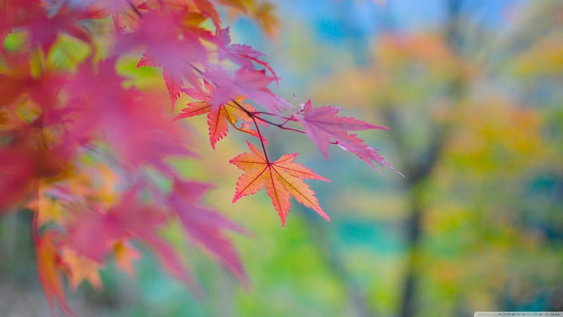 Autumn colours in Japan, fall, autumn, Japanese maple, branch, graphy, leaves close-up, japan, maple abstract, leaf, tree, twigs, macro, nature, HD wallpaper