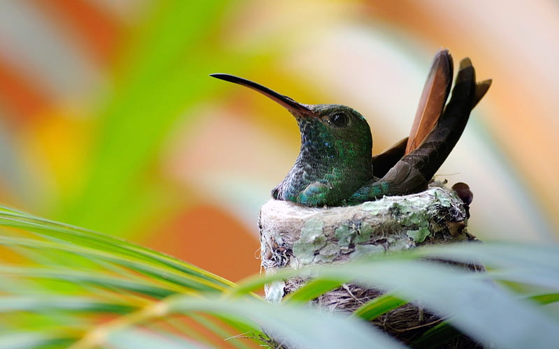 Nest hummingbird bird-Animal High Quality, HD wallpaper