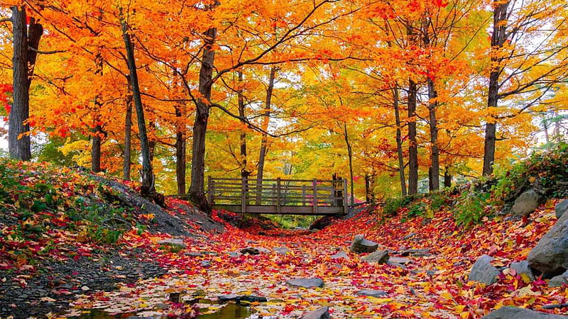Landscape View Of Wood Bridge Below Orange Yellow Autumn Leaves Trees Autumn, HD wallpaper