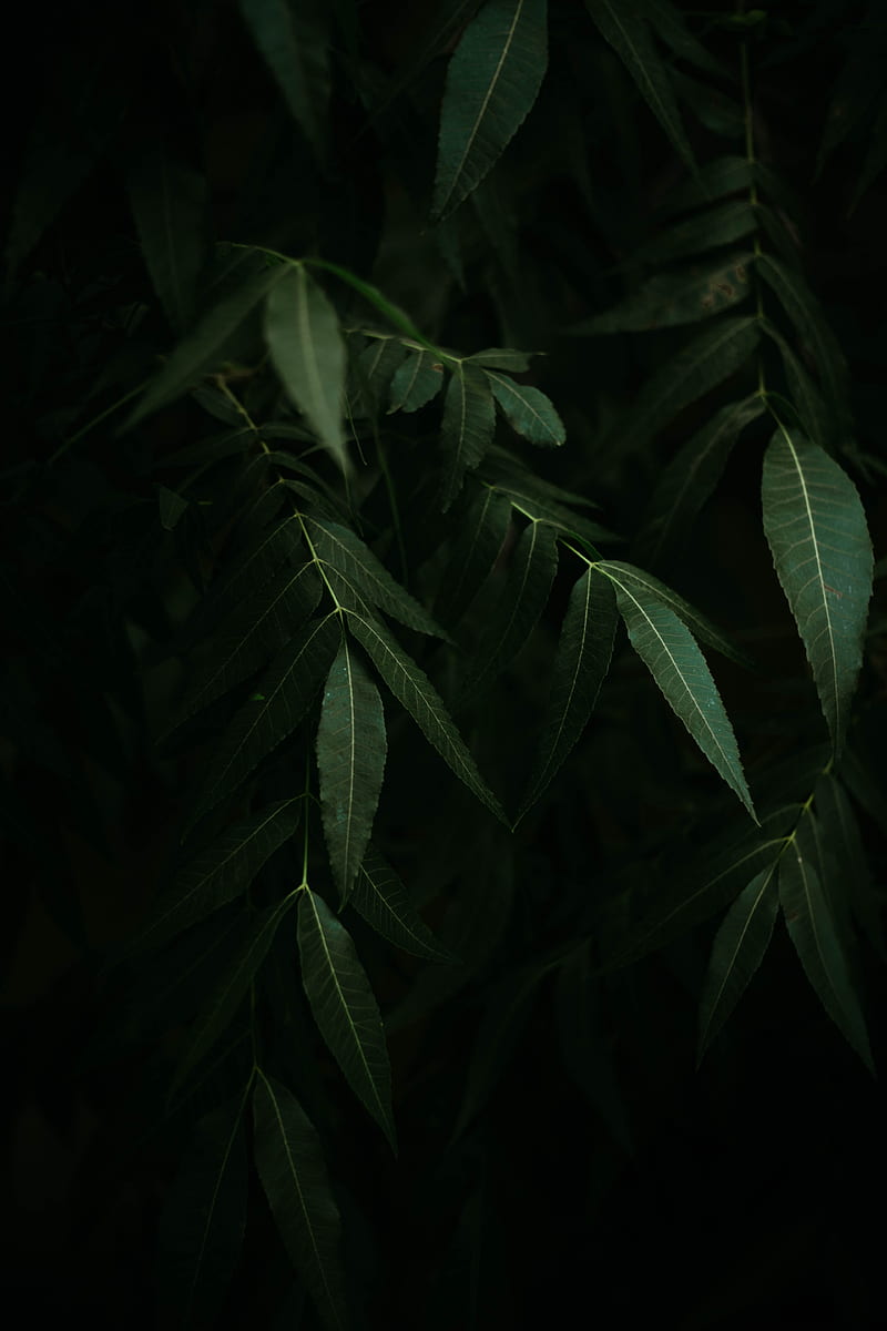 osier, branches, leaves, dark, HD phone wallpaper