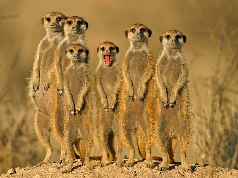 Meerkat group, meerkat, sweet, animal, africa, HD wallpaper | Peakpx