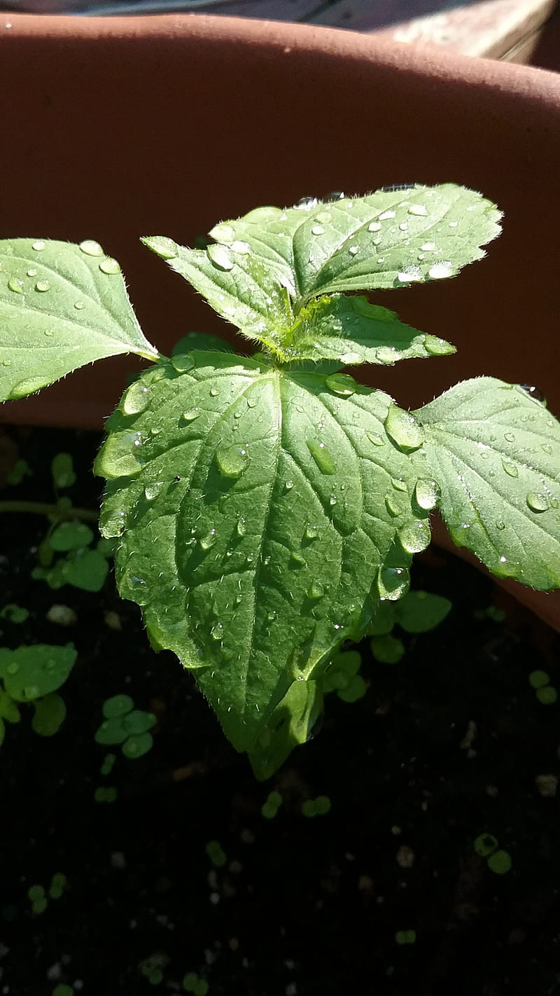 Morning Dew, plant, nature, dew drops, green leaf, HD phone wallpaper