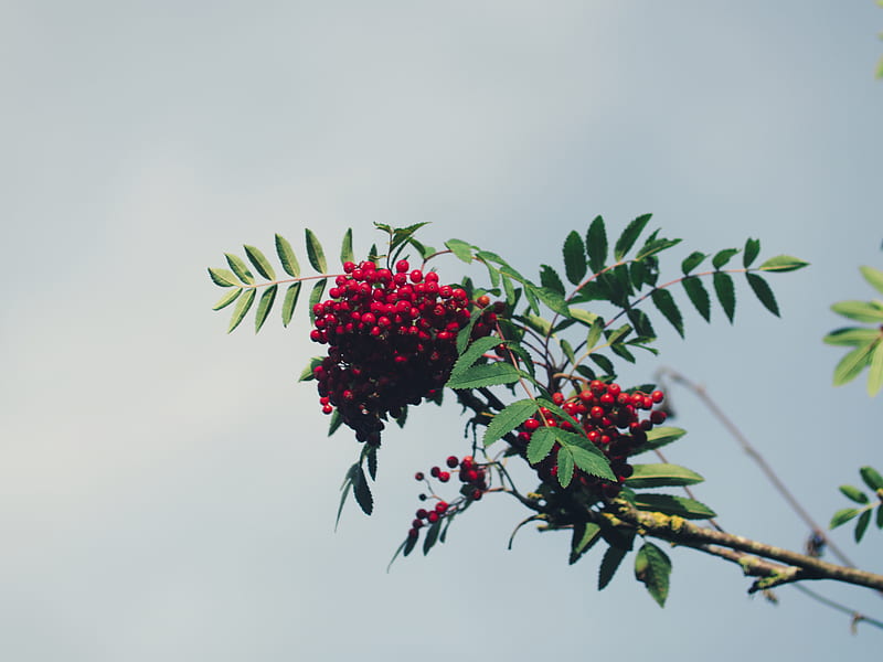mountain ash, branch, berries, leaves, sky, HD wallpaper