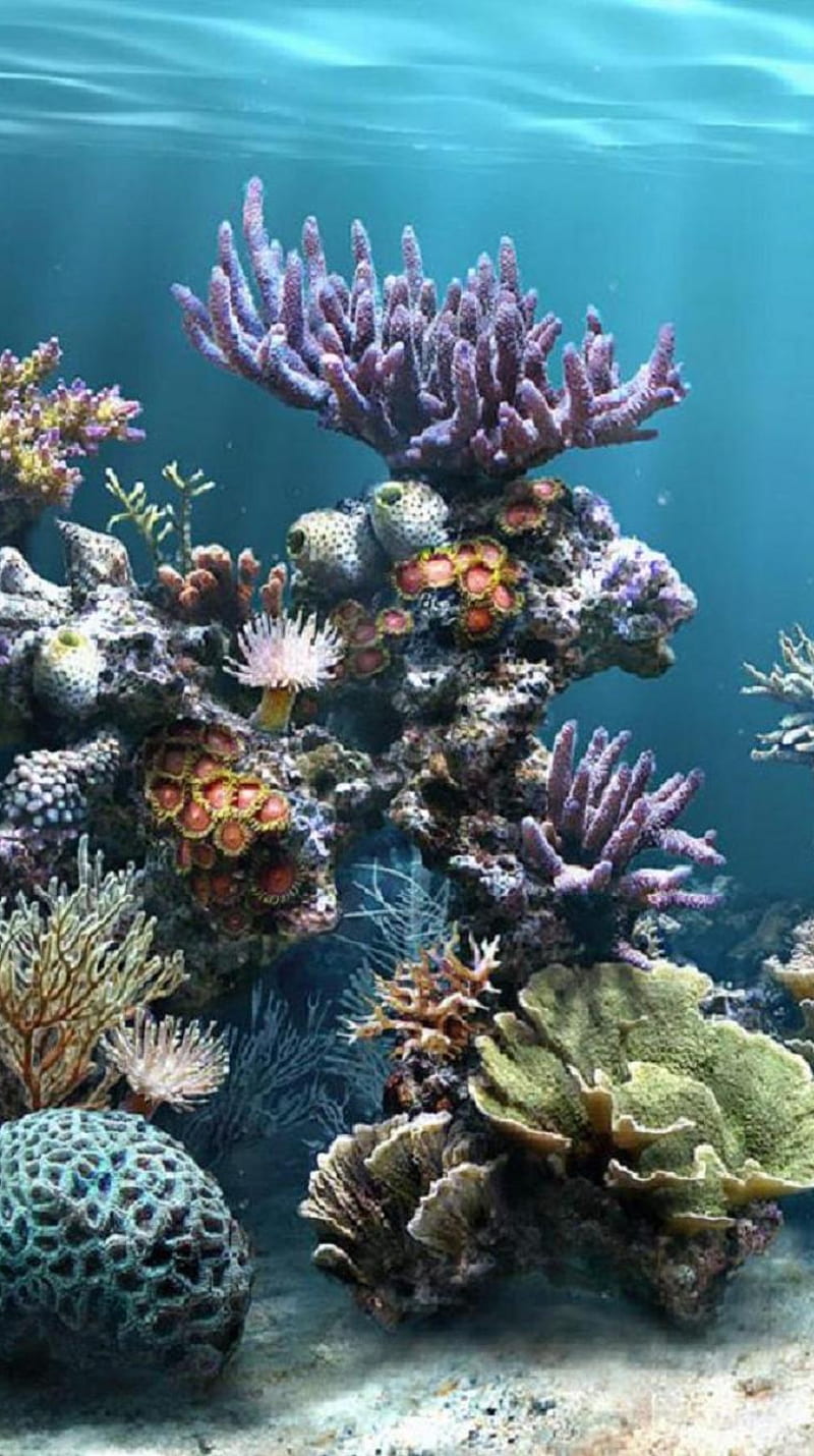 Aquarium, coral, fish, sand, sea, water, HD phone wallpaper | Peakpx