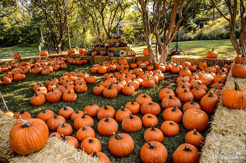Pumpkin Patch in Texas, Autumn, Pumpkins, Nature, Fall, Texas, Parks, HD wallpaper
