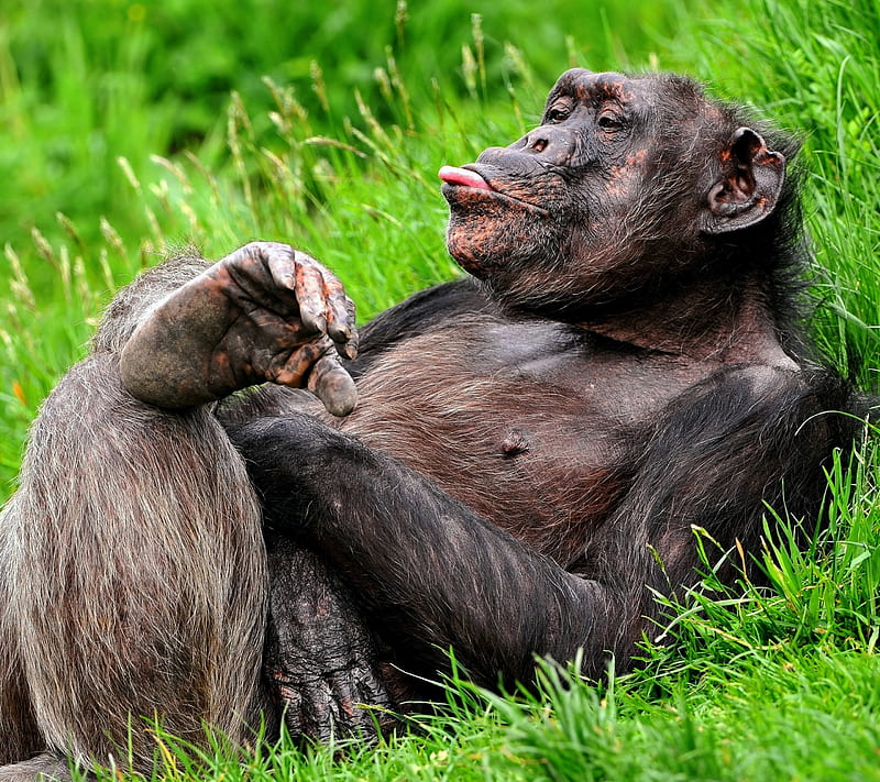 Chimpanzee, fine, funny, green, nature, relax, tongue, HD wallpaper