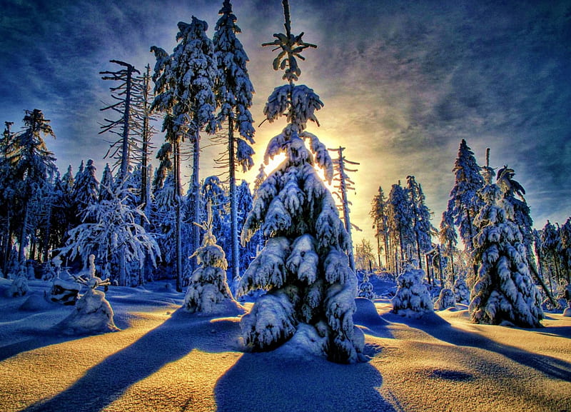 Wintersun, music, summer, Finland, forest, deep forest | 3840x2160 Wallpaper  - wallhaven.cc