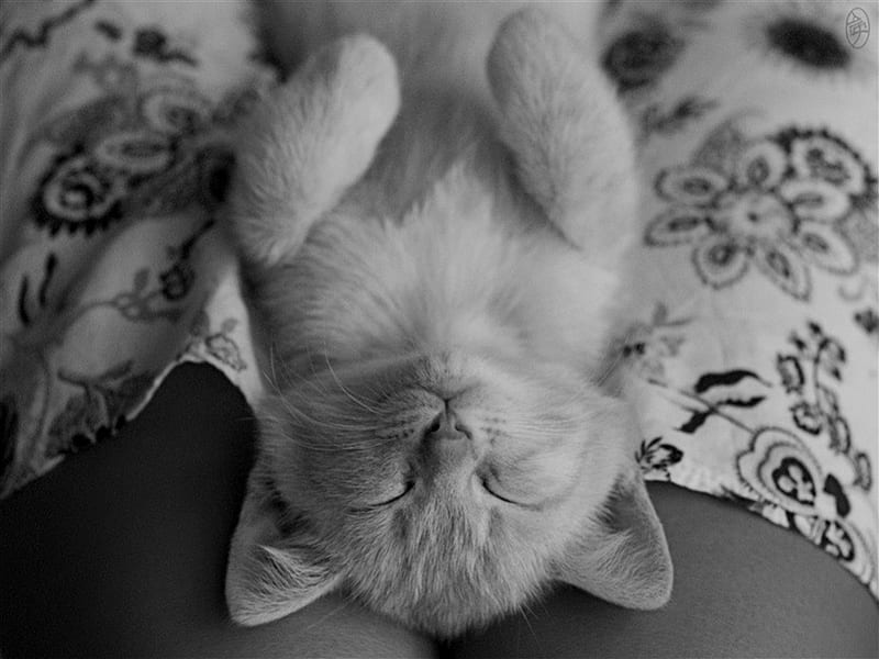 Relax, Feel, Sleep, Safe, Cat, Kitten, Hd Wallpaper 