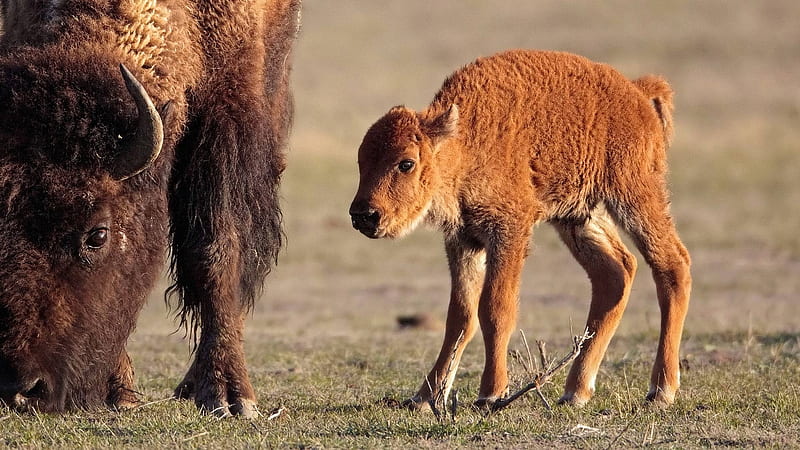 Baby buffalo, Baby, Buffalo, Horn, Calf, Grass, HD wallpaper