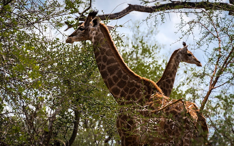 Giraffes, Africa, wildlife, savannah, trees, HD wallpaper