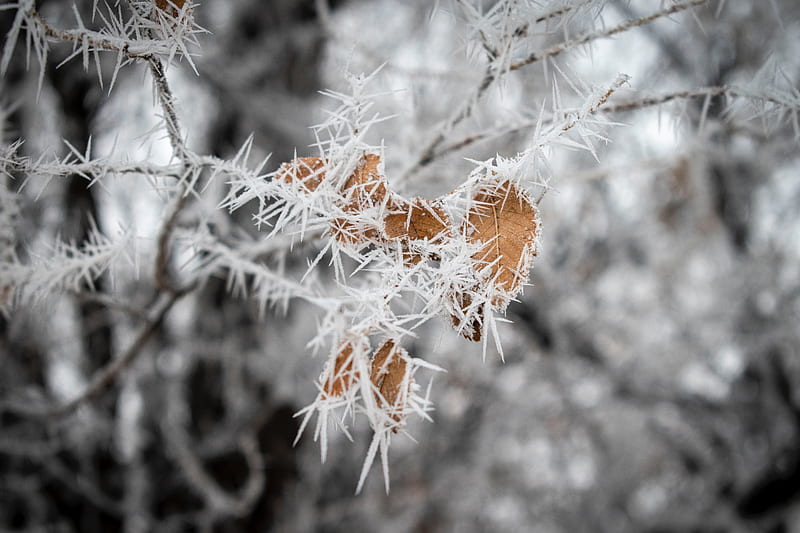 branch, leaves, ice, macro, frost, HD wallpaper