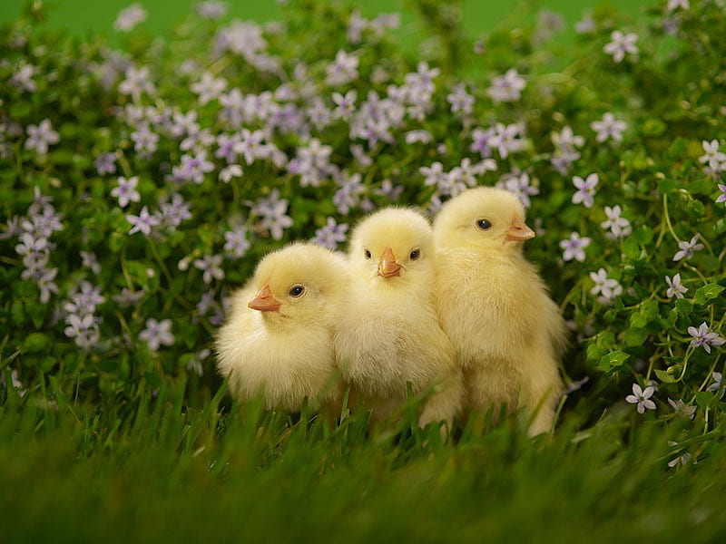 Spring chick HD wallpapers  Pxfuel