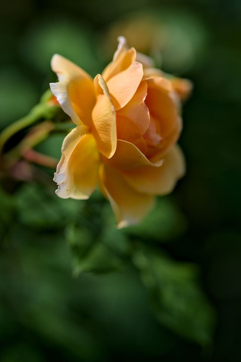 rose, petals, blur, macro, flower, shadows, HD phone wallpaper