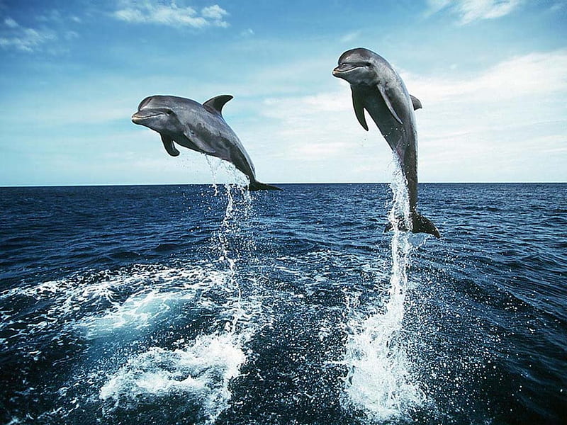 Two Dolphins Jumping, dolphins, jumping, two dolphins, HD wallpaper