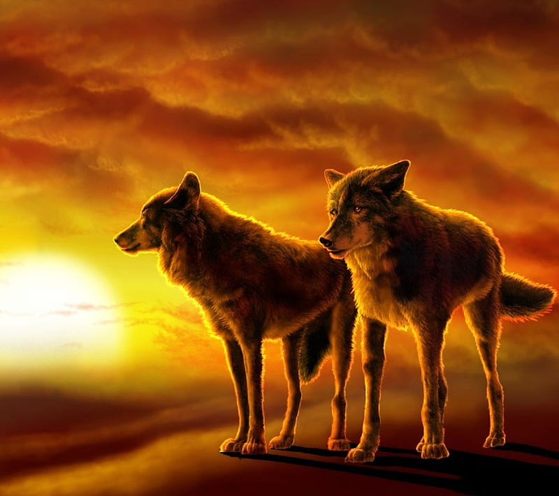 Sunset Wolves, cloud, sky, sun, wolf, HD wallpaper