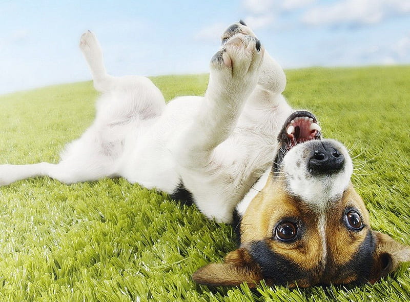 ~Cheer Up!!~, cute, cheer, animal, dog, HD wallpaper