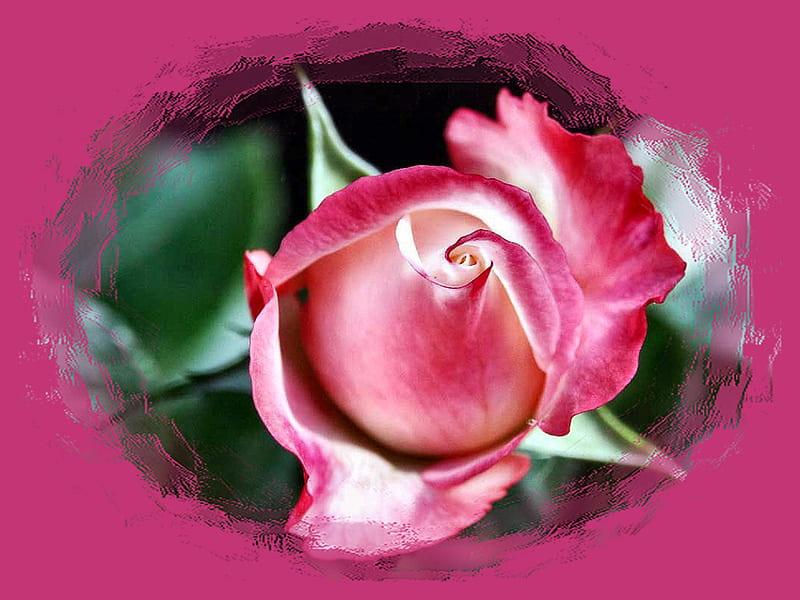 Magenta-edged Rosebud F, romance, rose, fragrant, floral, graphy ...