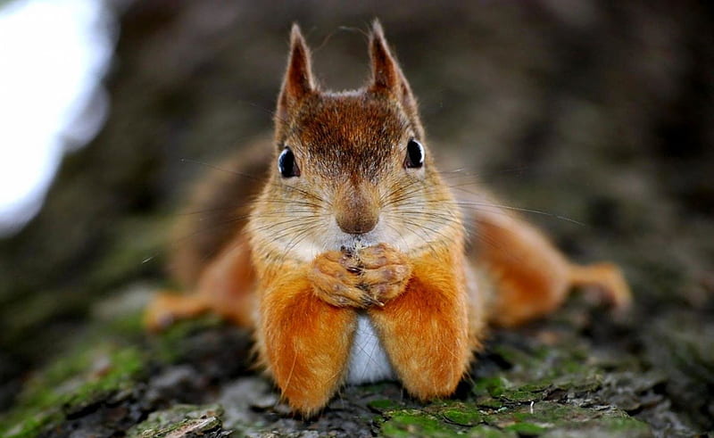 Funny Squirrel, red, squirrel, legs, humor, Protein, funny, face, eyes, wood, HD wallpaper
