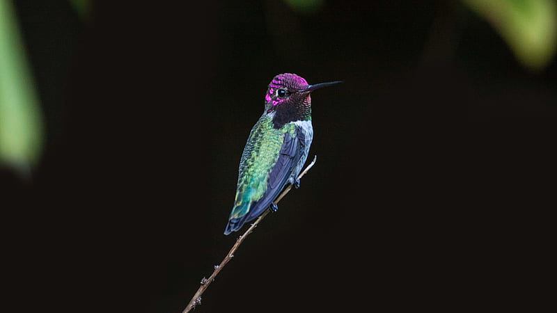 Colorful Hummingbird Is Standing On Plant Stem In Black Background Birds, HD wallpaper