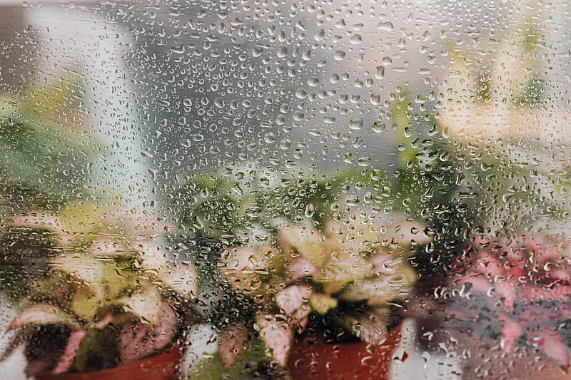 Water Droplets on Glass Window Beside Potted Plants, HD wallpaper