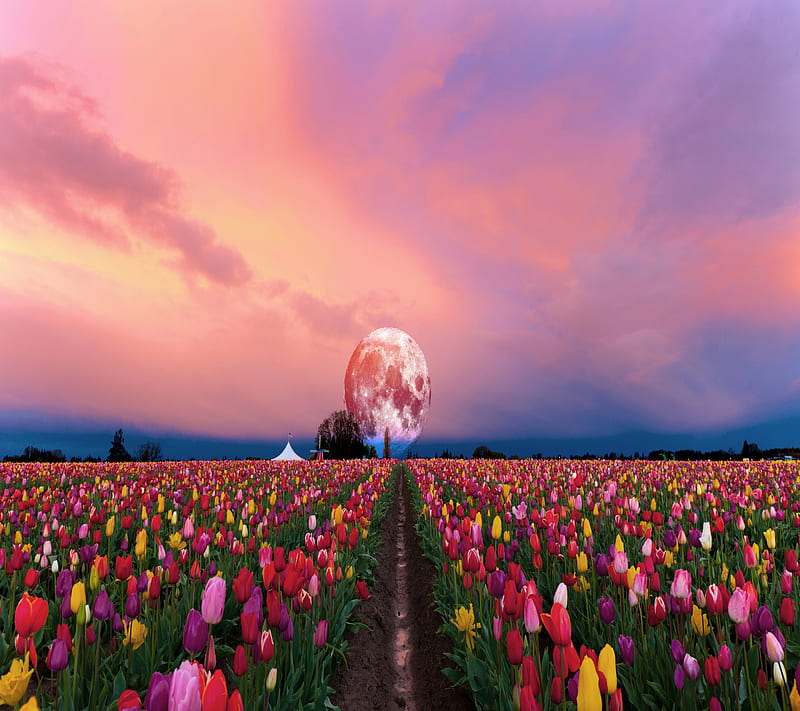colorful flowers field