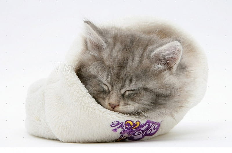 kitten asleep a woolly hat, asleep, woolly hat, kitten, cats, animals, HD wallpaper
