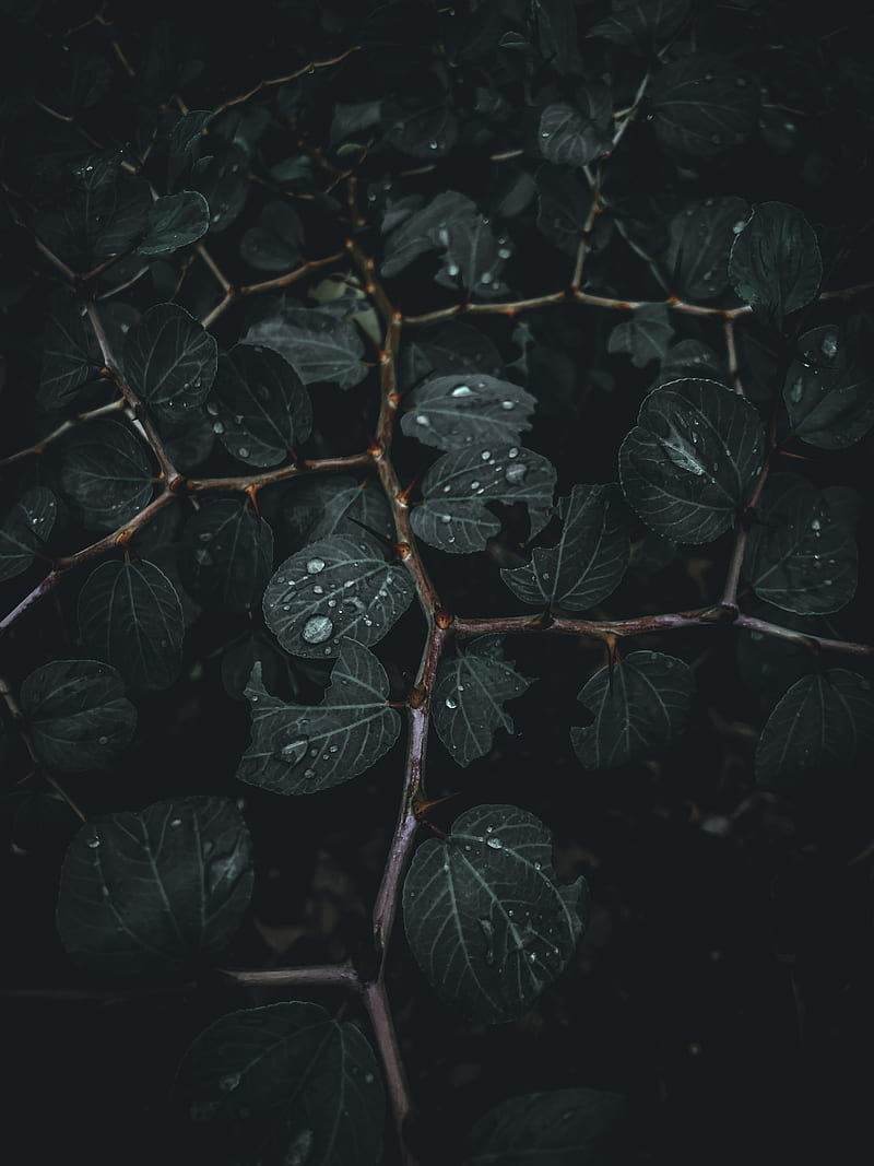 Black and purple leaves in close up graphy, HD phone wallpaper | Peakpx