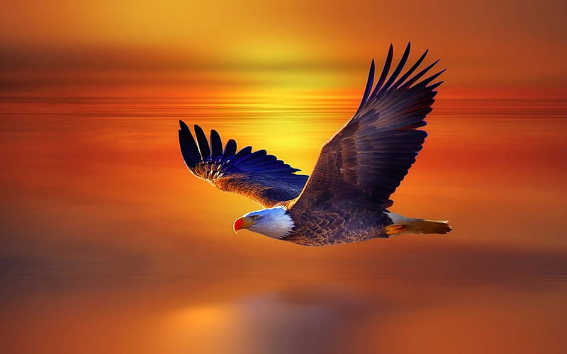 eagle flying, birds, eagle, sky, prey, HD wallpaper