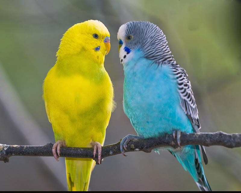 YELLOW & BLUE PARAKEET'S, pet, bird, yellow, parakeets, blue, feathers, HD wallpaper