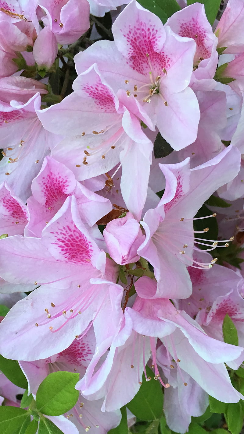 Pink Azalea, blooms, flower, louisiana, HD phone wallpaper