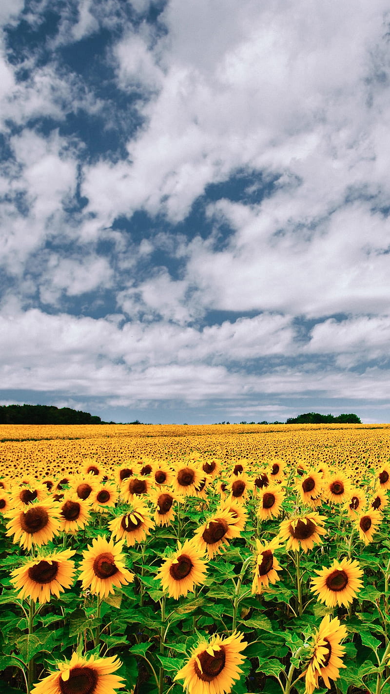 landscape, sunflowers, flowers, yellow flowers, HD phone wallpaper