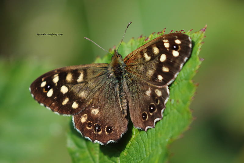 Speckled Wood Butterfly (Pararge aegeria), summer 2020, bonito, britishbutterfly, butterfly, speckledwood, HD wallpaper