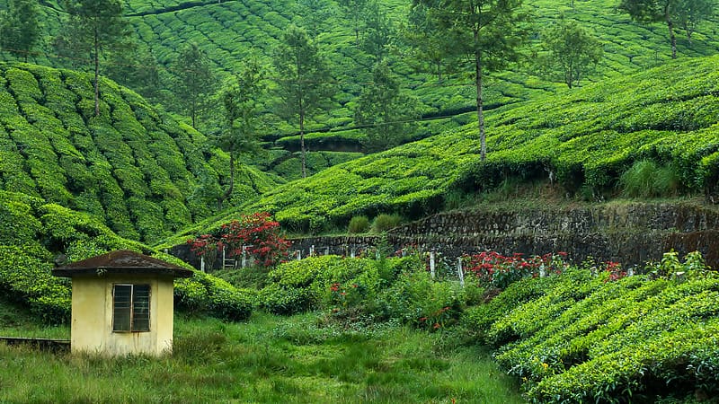 Tea, , Tea Plantation, HD wallpaper