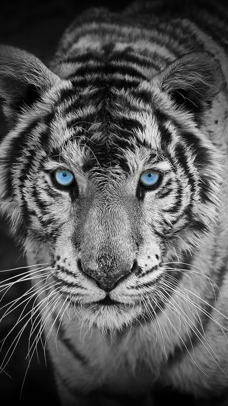 black and white tiger face with blue eyes