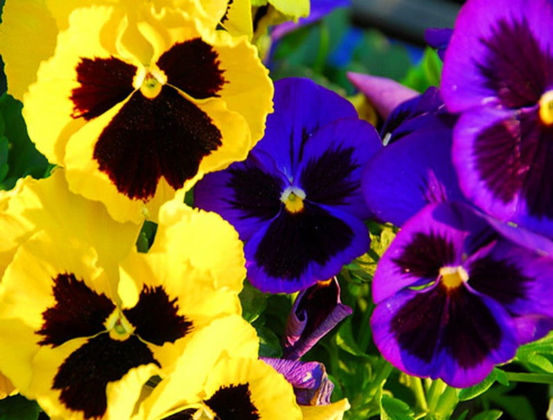Patch of pretty, purple, pansies, flowers, black, yellow, blue, HD wallpaper