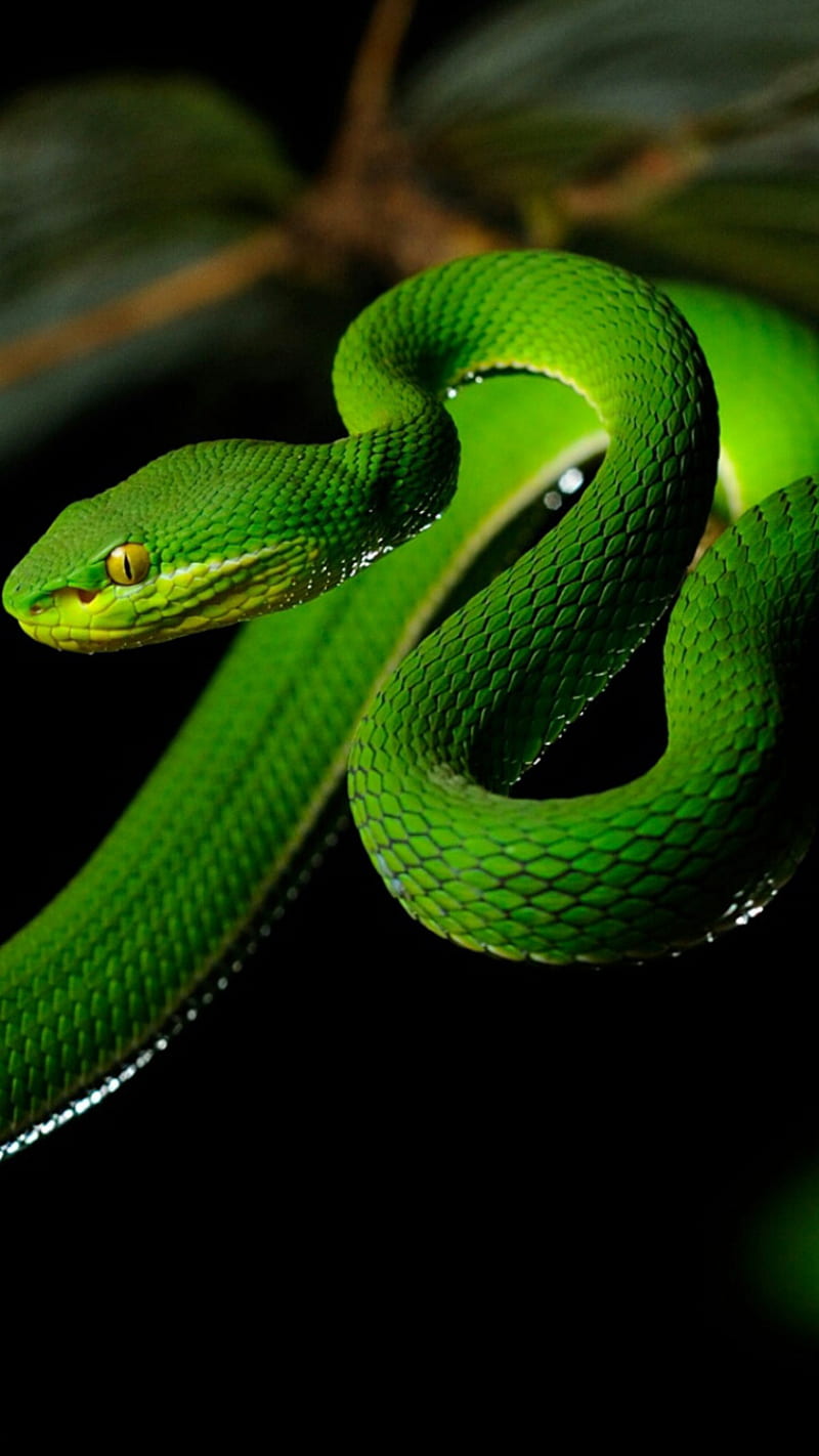 green snake, green, nature, snake, HD phone wallpaper